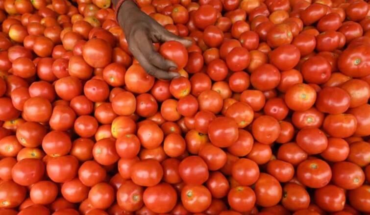 Big fall in tomato prices in Indian market agriculture farmers news टोमॅटोची 'लाली' उतरली! ग्राहकांना फायदा मात्र शेतकऱ्यांना फटका, दरात घसरण होण्याची कारणं काय?