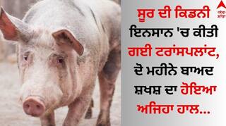 Pig kidney Transplant Died: ਜਾਨਵਰ ਦਾ ਅੰਗ ਇਨਸਾਨ 'ਚ ਕੀਤਾ ਗਿਆ ਟਰਾਂਸਪਲਾਂਟ, ਦੋ ਮਹੀਨੇ ਬਾਅਦ ਸ਼ਖਸ਼ ਦੀ ਦਰਦਨਾਕ ਮੌਤ