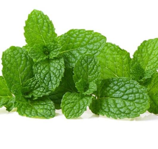 ਪੁਦੀਨੇ ਦੀ ਕੂਲਿੰਗ ਪ੍ਰਾਪਰਟੀ ਸਰੀਰ ਨੂੰ ਠੰਡਾ ਕਰਦਾ ਹੈ ਅਤੇ ਸਰੀਰ ਦੀ ਗਰਮੀ ਤੋਂ ਰਾਹਤ ਦਿਵਾਉਂਦਾ ਹੈ। ਪੁਦੀਨੇ ਦੀਆਂ ਪੱਤੀਆਂ ਵਿੱਚ ਮੇਂਥੌਲ ਪਾਇਆ ਜਾਂਦਾ ਹੈ ਜੋ ਸਰੀਰ ਦਾ ਤਾਪਮਾਨ ਘਟਾਉਂਦਾ ਹੈ ਅਤੇ ਬਾਡੀ ਸੈਂਸੇਸ਼ਨ ਵਿਚ ਰਾਹਤ ਦਿੰਦਾ ਹੈ। ਇਸ ਦੀ ਵਰਤੋਂ ਤੁਸੀਂ ਨਿੰਬੂ ਪਾਣੀ ਦੇ ਵਿੱਚ ਜਾਂ ਫਿਰ ਚਟਨੀ ਬਣਾ ਕੇ ਕਰ ਸਕਦੇ ਹੋ।