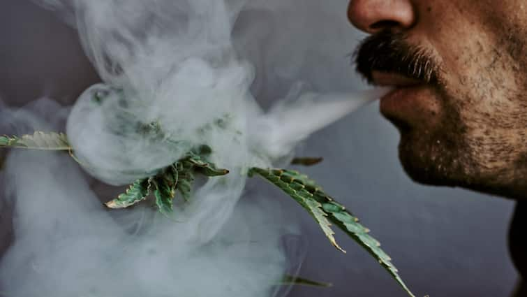 New Study Says using high potency cannabis were more than twice as likely to report new psychotic experiences Psychosis with Cannabis : సూసైడ్ ఆలోచనలను రెట్టింపు చేస్తున్న గంజాయి.. కొత్త అధ్యయనంలో షాకింగ్ విషయాలు