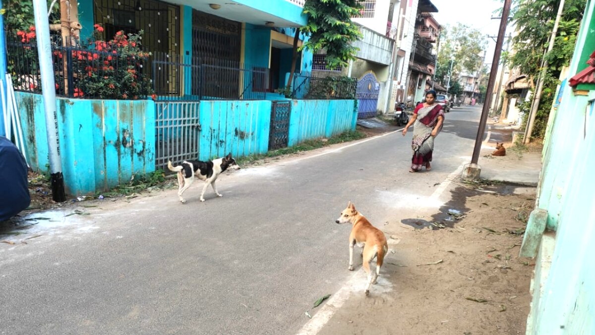 குழந்தைகளை குறிவைத்து கடிக்கும் நாய்கள் - சீர்காழி அருகே மேலும் ஓர் அதிர்ச்சி சம்பவம்