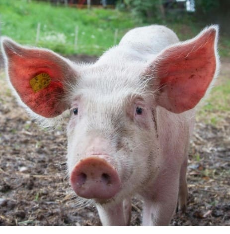 ਸੂਰ ਦਾ ਅੰਗ ਇਨਸਾਨ 'ਚ ਕੀਤਾ ਗਿਆ ਟਰਾਂਸਪਲਾਂਟ, ਫਿਰ ਹੋਇਆ ਅਜਿਹਾ ਕੀ...