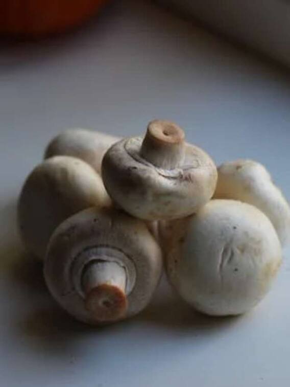 मशरूम की खेती कैसे है बिजनेस का अच्छा मॉडल?