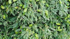 Gram Farming: चने की खेती करना किस मौसम में सही रहता है? जानें कैसे होगा मुनाफा