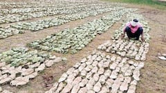 रायगढ़ में तेंदूपत्ता का टारगेट तीन साल से क्यों नहीं बढ़ रहा? सामने आयी ये बड़ी वजह