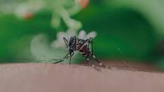 सिर्फ काटते ही नहीं है मच्छर, खून चूसने के बाद स्किन पर पेशाब भी कर देते हैं! ये है मच्छर के काटने का प्रोसेस