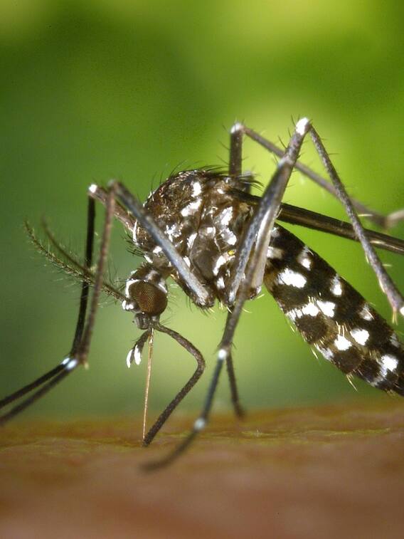 किन लोगों को काटते हैं ज्यादा मच्छर?