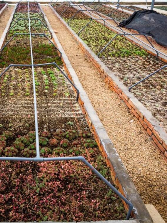 क्यों होती है थ्री लेयर की खेती, तीन गुना हो जाएगी कमाई