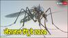 National Dengue Day 2024: सिर्फ भारत ही नहीं, दुनिया के कई देशों में हाहाकार मचा चुका है डेंगू, ये आंकड़े बताएंगे कितनी खतरनाक है ये बीमारी