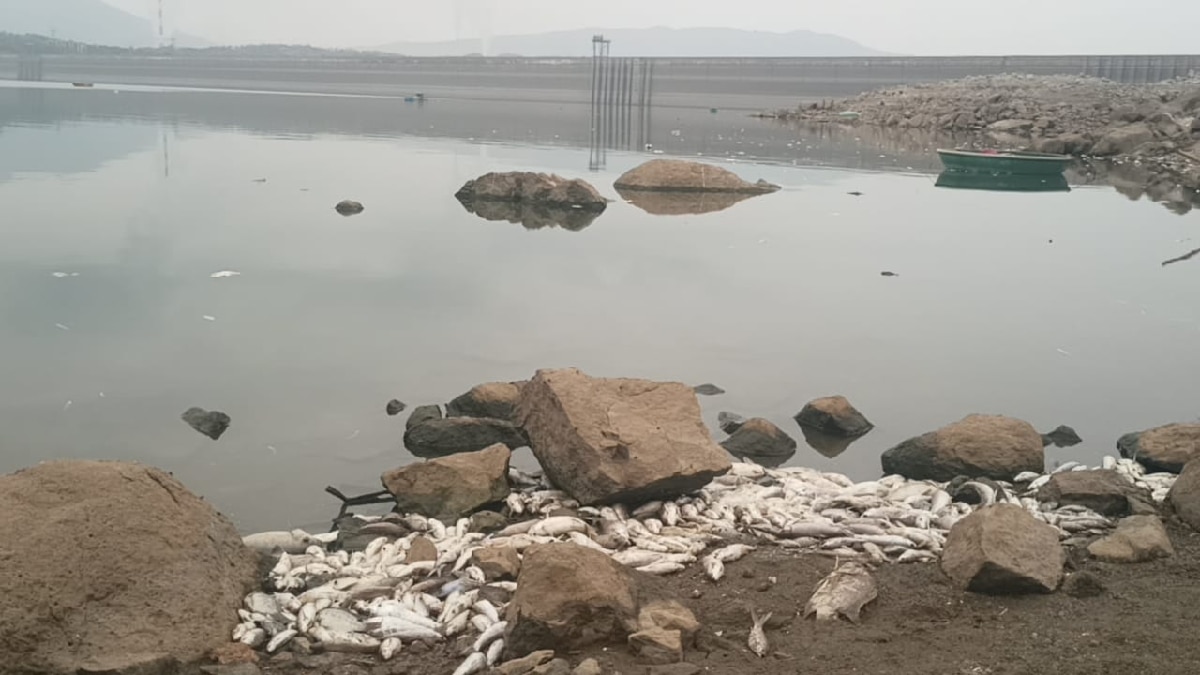 Mettur Dam Fish Death: மேட்டூர் அணையில் செத்து மிதக்கும் மீன்கள் - காரணம் இதுதான்!
