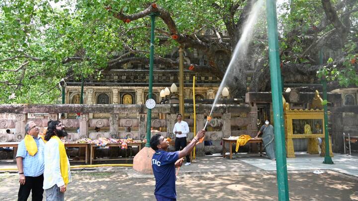 बोधि वृक्ष की स्वास्थ्य जांच के अलावा उसके आसपास का निरीक्षण किया. बताया कि सभी शाखाओं में स्वस्थ हरी पत्तियां हैं. आवश्यकतानुसार वृक्ष को फंगस और कीड़ों से बचाव को लेकर नीम आधारित एंटी फंगल का छिड़काव किया गया. सुखी टहनियों और शाखाओं को हटाया गया.