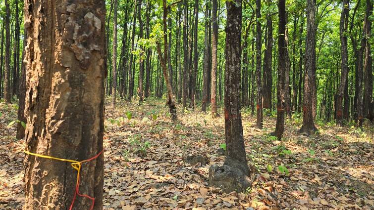 Khalang historical forest be saved after local protest youth made themselves forest guards ann खलंग का ऐतिहासिक जंगल स्थानीय प्रदर्शन के बाद क्या बच पाएगा? युवाओं ने खुद को बनाया वन प्रहरी