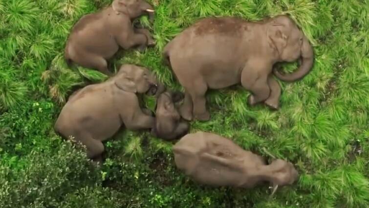 Watch Video beautiful view of a herd of wild elephants sleeping in Anaimalai forest - TNN Watch Video: ‘இது எங்கள் குடும்பம்’ - ஆனைமலை வனப்பகுதியில் உறங்கும் யானை கூட்டத்தின் அழகிய காட்சி