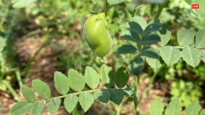 Gram Farming: ऐसे कई लोग हैं, जो चने की खेती करने के बारे में सोचते हैं. लेकिन जानकारी नहीं होने की वजह से वे मन बदल देते हैं. आज हम आपको चने की खेती के बारे में बताएंगे.