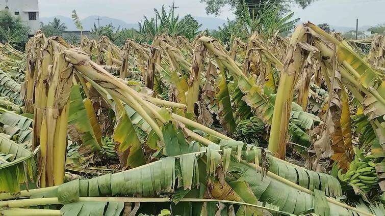 ABP Nadu Impact Horticulture department survey revealed that 31 hectares of banana plantations were affected by heavy rains and winds in Harur - TNN ABP Nadu Impact: ஏபிபி நாடு செய்தி எதிரொலி; சாய்ந்த வாழை மரங்கள்; தோட்டக் கலை துறை கணக்கெடுப்பு - விரைவில் நிவாரணம்