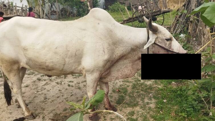 Asifabad news bull Bitten desi bomb the lower jaw was severly fractured after it blasts Asifabad News: నాటు బాంబును కొరికిన ఎద్దు, అది పేలి చెల్లాచెదురైన ఎద్దు దవడ - రైతు కన్నీరుమున్నీరు