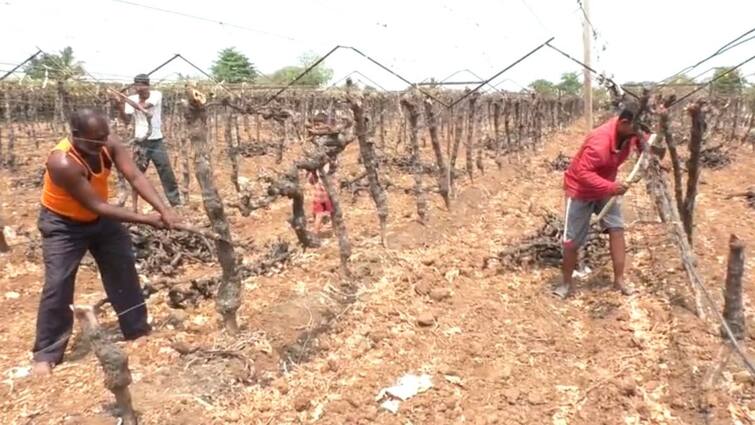 Solapur Leakage in Neera Ujwa canal in Phaltan area, time to ax farmer on vineyard, loss of 7 to 8 lakhs Marathi News नीरा उजवा कालव्यात फलटण भागात गळती, शेतकऱ्यावर द्राक्ष बागेवर कुऱ्हाड चालवण्याची वेळ, 7 ते 8 लाखांचे नुकसान