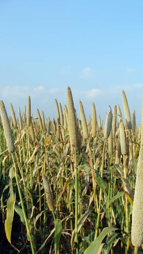 बाजरे की खेती के वक्त ध्यान रखें ये बातें