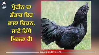 Black Chicken: ਕਿਵੇਂ ਦਾ ਹੁੰਦੈ ਬਲੈਕ ਚਿਕਨ, ਜਿਸਦਾ ਚਿਕਨ ਅਤੇ ਅੰਡਾ ਦੋਵੇਂ ਸਭ ਤੋਂ ਮਹਿੰਗੇ, ਇੱਕ ਮੁਰਗੇ ਦੀ ਕੀਮਤ 2 ਲੱਖ ਰੁਪਏ ਤੋਂ ਵੀ ਵੱਧ