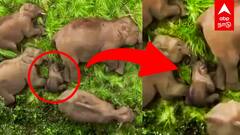 Elephant Video : உறங்கிய குட்டி யானை காவலுக்கு நின்ற யானைகள் இது எங்கள் குடும்பம்