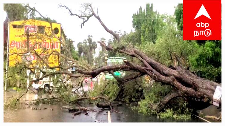 Mayiladuthurai district heavy rain 50 years old tree broken - TNN கம்பீரமாக காட்சியளித்த 50 ஆண்டு புளியமரம் - தரைமட்டம் ஆனது எப்படி?