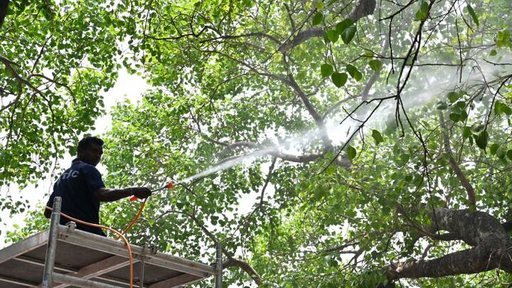 बिहार के गया स्थित बोधगया में महाबोधि मंदिर परिसर में एक वृक्ष की देखभाल वैज्ञानिक करते हैं. इस वृक्ष का नाम है बोधि जिसके नीचे भगवान बुद्ध को ज्ञान की प्राप्ति हुई थी.