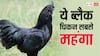 Black Chicken:कैसा होता है ब्लैक चिकन, जिसका चिकन और अंडा दोनों सबसे महंगा