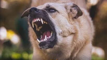Chennai: A 6-year-old boy was bitten in 5 places by a dog in pulianthope சென்னையில் மீண்டும் ஒரு அதிர்ச்சி சம்பவம்.. 6 வயது சிறுவனை 5 இடங்களில் கடித்துக் குதறிய நாய்..!