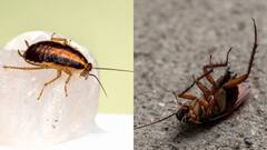 Tips To Prevent Cockroaches : வீட்டில் கரப்பான் பூச்சி வராமல் இருக்க இதை பண்ணுங்க!