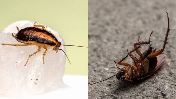 Tips To Prevent Cockroaches : வீட்டில் கரப்பான் பூச்சி வராமல் இருக்க என்ன செய்ய வேண்டும் என்பதை பார்க்கலாம்.