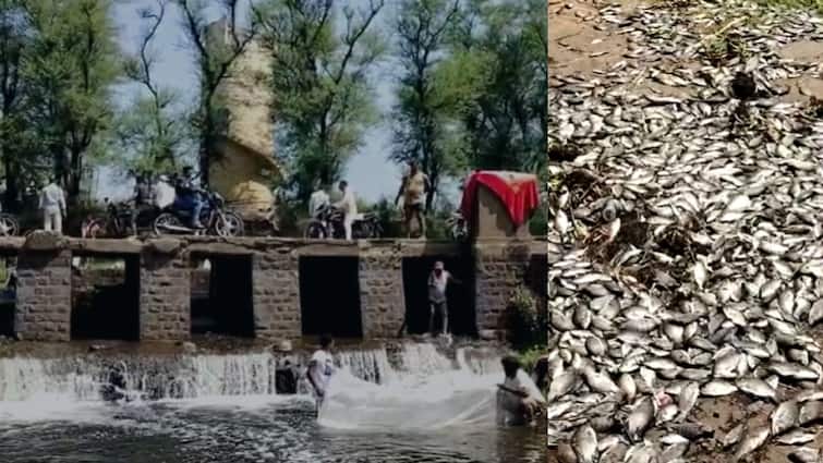 thousand fishes died due to water pollution in Kolhapur panchganga river MNS warn  pollution board officer Kolhapur News: जलप्रदुषणामुळे पंचगंगा नदीतील हजारो मासे मृत्युमुखी, मनसेकडून माशांचं पिंडदान, अधिकाऱ्यांना इशारा