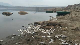 Dead fish floating in Mettur dam - this is the reason. Mettur Dam Fish Death: மேட்டூர் அணையில் செத்து மிதக்கும் மீன்கள் - காரணம் இதுதான்!