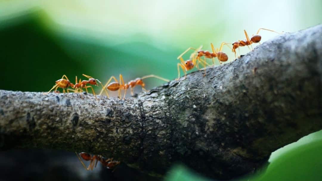 Ants Smell: क्या इंसान चींटियों को सूंघकर पहचान सकता? एक्सपर्ट ने बताया इसके पीछे का साइंस Can humans identify ants by smell know what science behind it Ants Smell: क्या इंसान चींटियों को सूंघकर पहचान सकता? एक्सपर्ट ने बताया इसके पीछे का साइंस