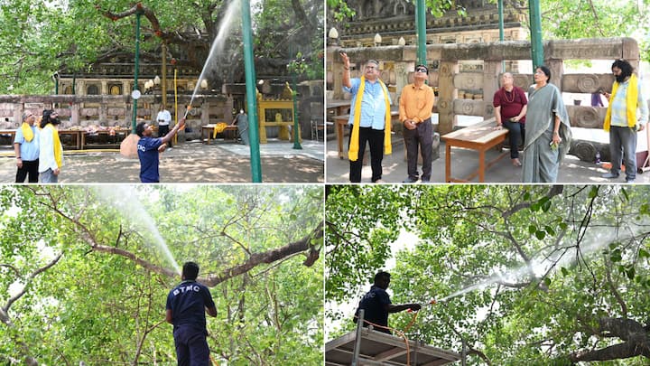 Bodhi Tree: महाबोधि वृक्ष का एक-एक पत्ता श्रद्धालुओं के लिए प्रसाद के समान होता है. इस बोधि वृक्ष के नीचे बौद्ध भिक्षु और बौद्ध श्रद्धालु साधना करते हैं.