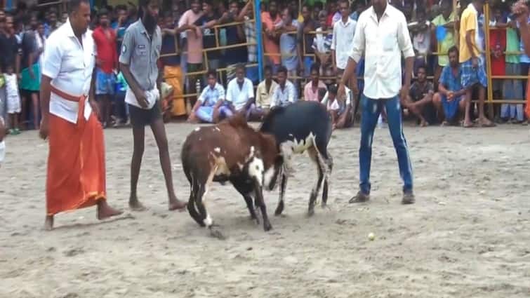A large number of people watched and enjoyed the goat fight held in Madurai விறுவிறுப்பாக நடைபெற்ற கிடாய்முட்டு போட்டி: வகை வகையாக கலந்துகொண்ட கிடாய்கள்!
