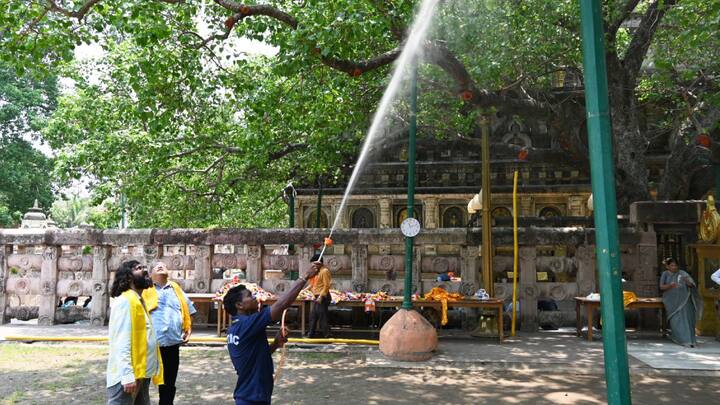 एफआरआई देहरादून के वैज्ञानिकों की देखरेख में हर तीन महीने पर बोधि वृक्ष के स्वास्थ्य की जांच की जाती है. समय-समय कई आवश्यक उपाय बताए जाते हैं.