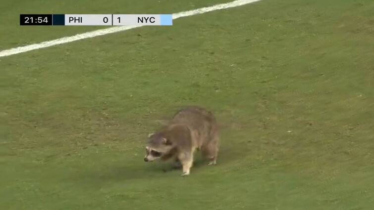 Racoon Invades MLS Match Major League Soccer NYCFC vs Philadelphia Viral Video Bizarre! NYCFC vs Philadelphia MLS Match Gets Invaded By Racoon. WATCH VIRAL VIDEO