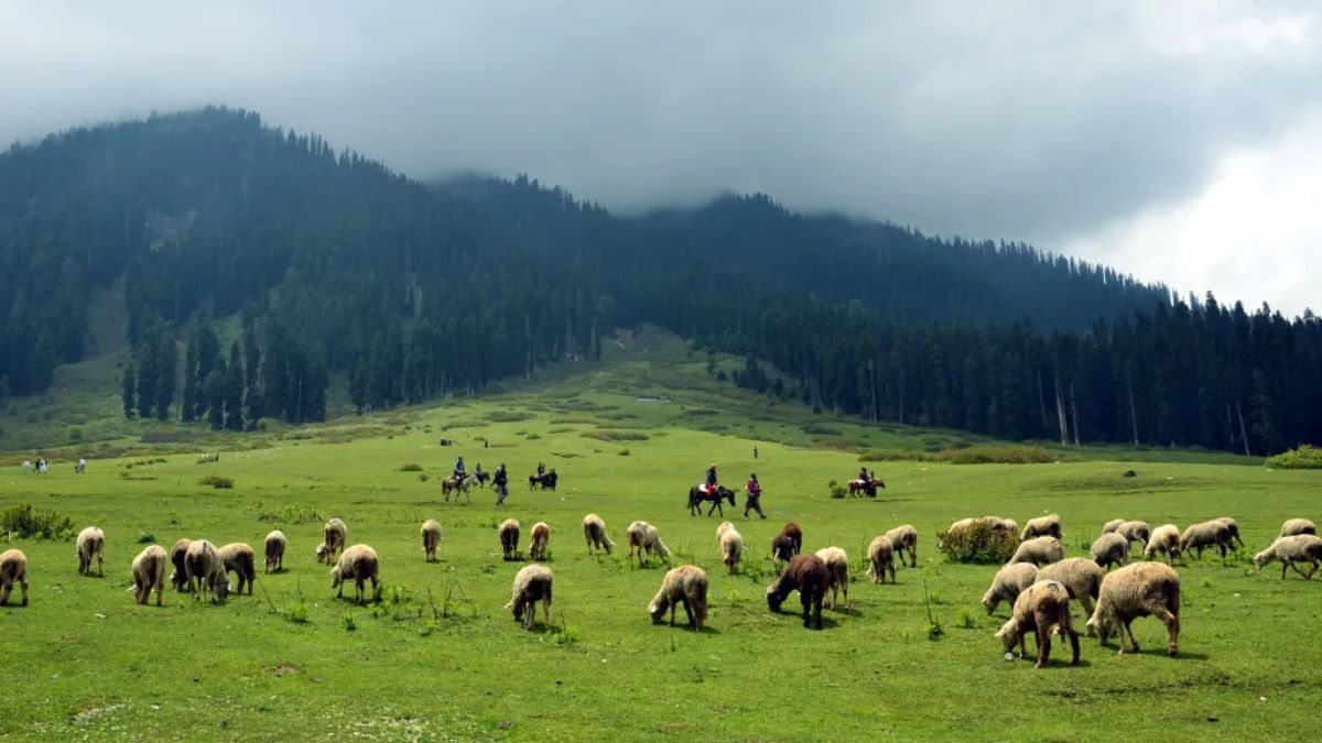 Travel : शांतता, निसर्गसौंदर्याने परिपूर्ण काश्मीरमध्ये लपलेले 'हे' अद्भुत ठिकाण, फार कमी लोकांना माहित, जणू स्वर्ग भासे..!