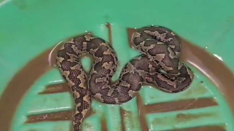 Girl Bitten by Snake in Nalanda, Family Takes Live Serpent to hospital know full details Watch Video: உயிருக்கு போராடிய பெண்! பாம்பை மருத்துவமனைக்கு கொண்டு சென்ற குடும்பம் - என்ன காரணம்?