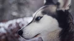 5 Arrested In Hyderabad Under Attempted Murder Charges For Attacking Neighbour And Dog