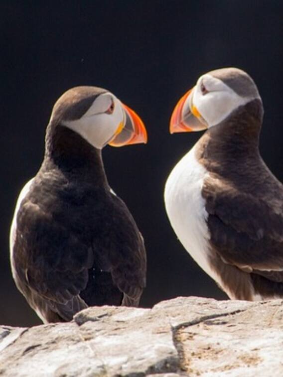 सिर्फ प्रजनन के लिए ही जमीन पर आता है यह पक्षी