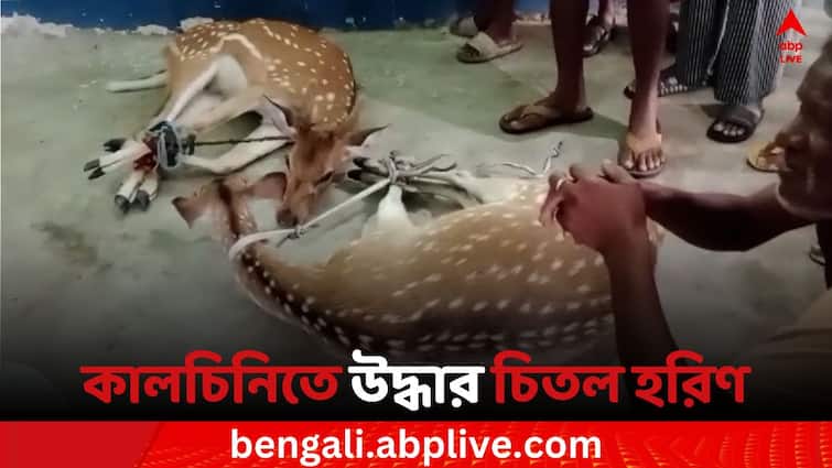 Alipurduar News Two chital deer Rescued from Kalchini block Alipurduar News: লোকালয়ে ঘুরছে দুটি চিতল হরিণ, উদ্ধার করলেন চা বাগানের শ্রমিকরা