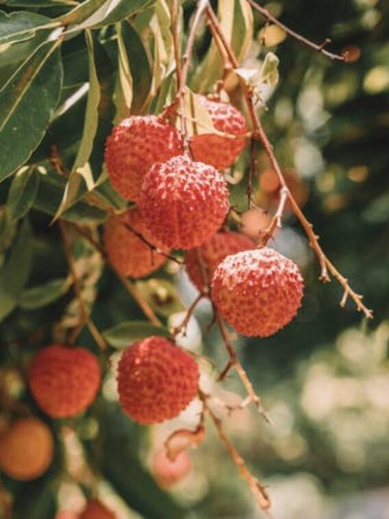 शाही लीची के लिए जाना जाता है बिहार का ये शहर