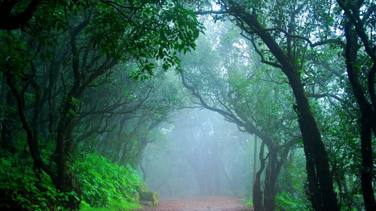 Travel : मान्सून येतोय...त्याआधीच महाराष्ट्रातील 'ही' ठिकाणं जाणून घ्या, जी पावसाळ्यात आणखीनच सुंदर दिसतात!