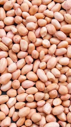 দুধ পছন্দের নয় ? এই Dry Fruit খেয়ে প্রোটিনের অভাব পূরণ করতে পারেন