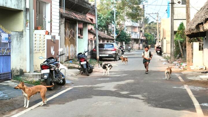 தொடரும் நாய்க்கடி சம்பவம்; அதிர்ச்சியில் மயிலாடுதுறை மாவட்ட பெற்றோர்கள்