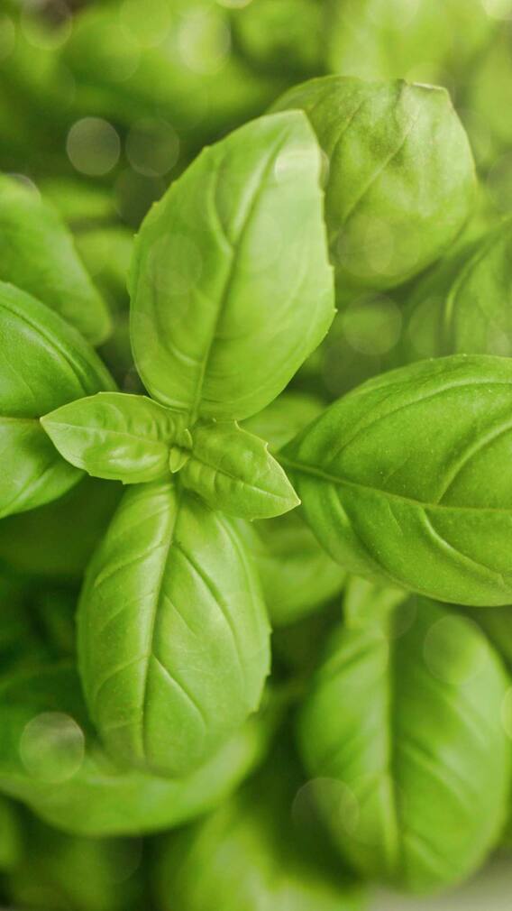 તુલસીને જળ ચઢાવતી વખતે આ વાતોનું ધ્યાન રાખો