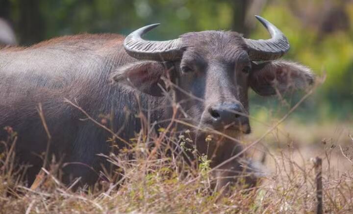 Bhadavari Buffalo: ਭਾਰਤ ਵਿੱਚ ਭਦਾਵਰੀ ਮੱਝ ਨੂੰ ਦੂਜੀਆਂ ਮੱਝਾਂ ਦੇ ਮੁਕਾਬਲੇ ਸਭ ਤੋਂ ਵਧੀਆ ਦੁੱਧ ਦੇਣ ਵਾਲੀ ਨਸਲ ਮੰਨਿਆ ਜਾਂਦਾ ਹੈ। ਇਹ ਮੱਝ ਸਭ ਤੋਂ ਵੱਧ ਦੁੱਧ ਦਿੰਦੀ ਹੈ। ਜਿਸ ਕਾਰਨ ਵਿਅਕਤੀ ਆਸਾਨੀ ਨਾਲ ਚੰਗੀ ਆਮਦਨ ਕਮਾ ਸਕਦਾ ਹੈ।