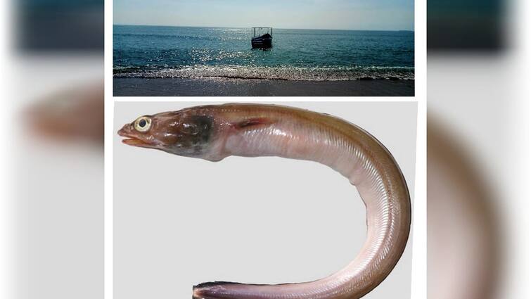 Thoothukudi news New eel fish find out in Tuticorin fishing port - TNN தூத்துக்குடியில் புதிய வகை விலாங்கு மீன் கண்டுபிடிப்பு - என்ன இப்படி இருக்கு?