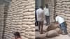 जबलपुर के एक वेयरहाउस में मिला घुन लगा हुआ सड़ा गेहूं, सरकार को हुआ करोड़ों का नुकसान
